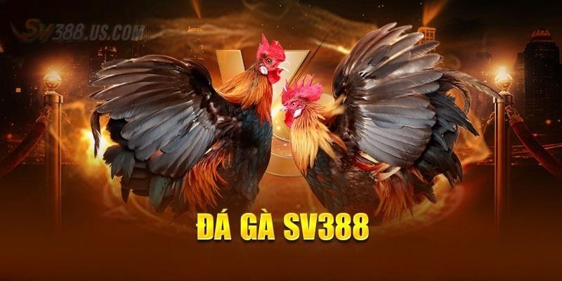 SV388 Trực Tiếp Đá Gà Thomo Uy Tín, Đẳng Cấp Số 1 Châu Á Đôi nét về đá gà tại SV388